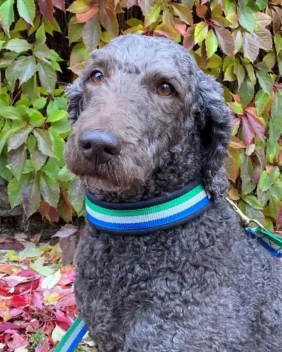 Bild på hunden Molly - Maskot på Jämtlands Trafikskola AB i Östersund
